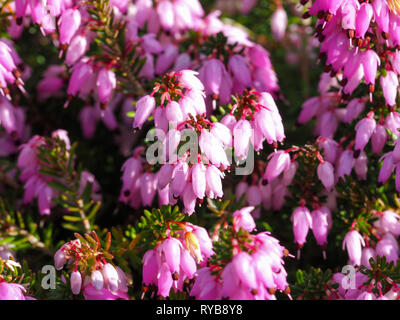 Closeup of pink flowers on a heather plant, Erica carnea, variety December Red Stock Photo