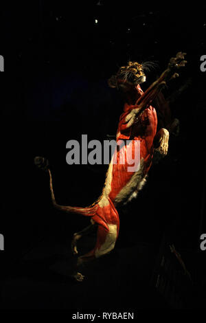 Images of the Body Worlds plastinates at the Menschen Museum Berlin. Tiger Stock Photo