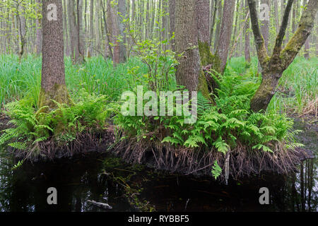 Alder carr showing European alder / black alder trees (Alnus glutinosa) in spring, Saxony-Anhalt, Germany Stock Photo
