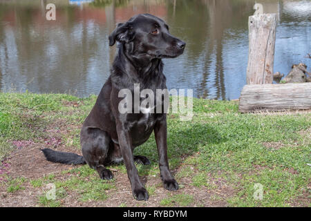 A black Labrador retreiver sits on the shore of a pond. Stock Photo