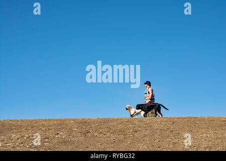 Lady walking two large dogs along an embankment, Bicentennial Park, Peel River Tamworth NSW Australia. Stock Photo