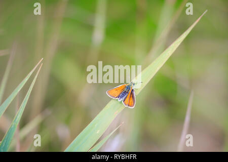 Essex skipper (Thymelicus lineola) resting on grass in a meadow Stock Photo
