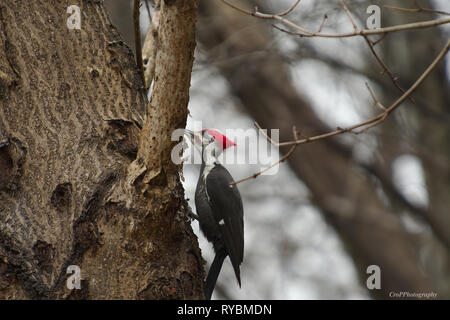 Pileated Woodpecker digging for insects on Oak tree Stock Photo