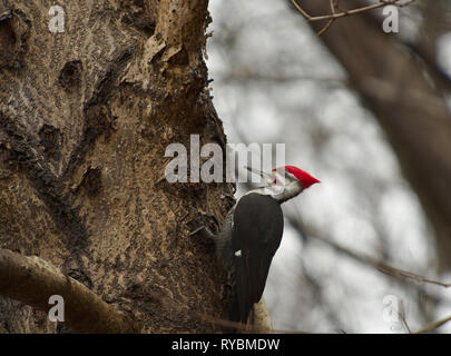 Pileated Woodpecker digging for insects on Oak tree Stock Photo