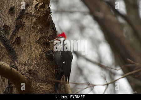 Pileated Woodpecker digging for insects on Oak tree Stock Photo