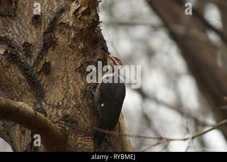 Pileated Woodpecker digging for insects on Oak tree Stock Photo