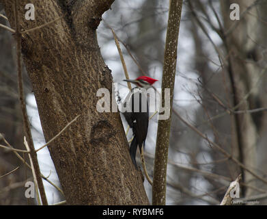 Pileated Woodpecker digging for insects on Oak tree Stock Photo