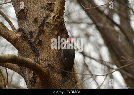 Pileated Woodpecker digging for insects on Oak tree Stock Photo