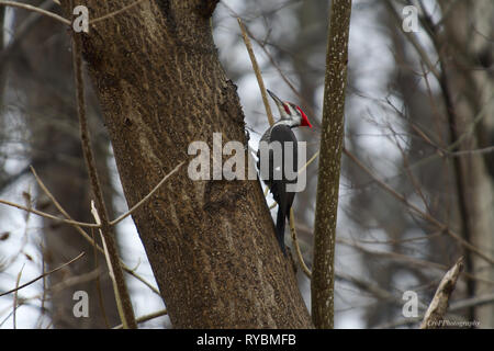 Pileated Woodpecker digging for insects on Oak tree Stock Photo