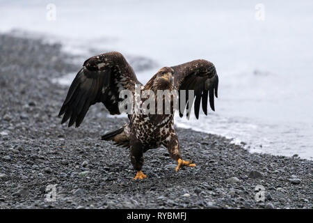 Bald Eagle, Haliaeetus leucocephalus, juvenile Stock Photo