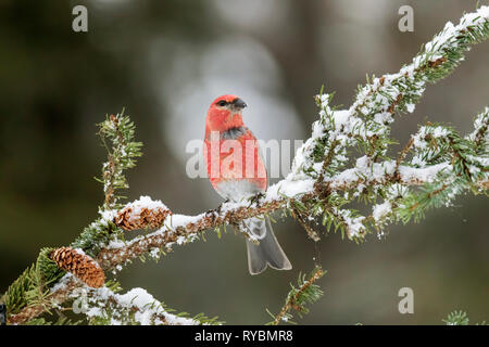Pine grosbeak, Pinicola enucleator Stock Photo