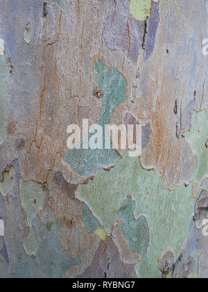 Gum tree bark with multi-colored textured pattern Stock Photo