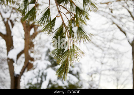 Close up of snow on pine needles with shallow depth of field Stock Photo
