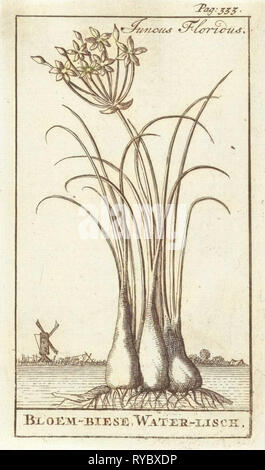 Common spike-rush, creeping spike-rush or marsh spike-rush, Eleocharis palustris, Caspar Luyken, Jan Claesz ten Hoorn, 1698 Stock Photo