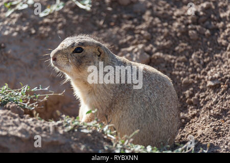 A prairie dog sitting at the entrance to his burrow Stock Photo