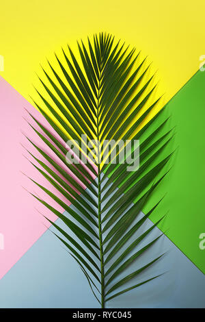 Top view tropical green palm leaf on colorful yellow pink blue green background. Nature concept. flat lay, close up. Travel vacation concept. Summer background.