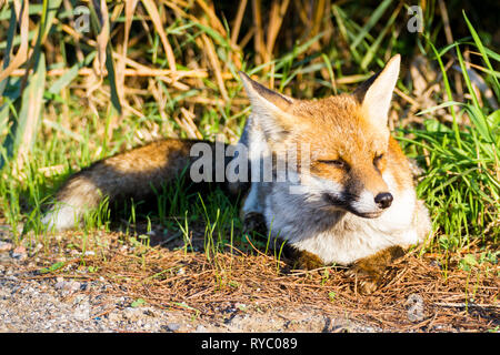 Alberese (Gr), Italy, fox close up in the maremma country in Tuscany, Italy Stock Photo