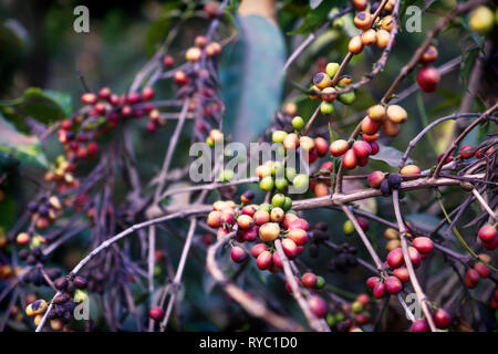 Coffee bean plant ripening red green in a plantation in Antigua, Guatemala Stock Photo