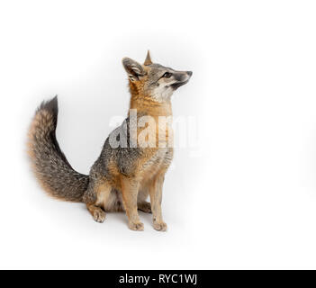Grey Fox Close Up Portrait Isolated on White Background Stock Photo
