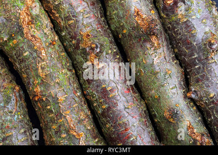 Texture with plum and moss branches (collection of vegetal and natural fibers). Foreground. Stock Photo