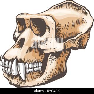 Gorilla Monkey Skull vector Stock Vector