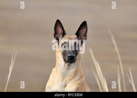 Portrait of a beautiful dog breed Belgian Shepherd Malinois on nature Stock Photo