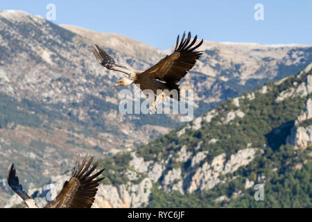 Griffon vulture (Gyps fulvus) coming in to land. Lleida province. Catalonia. Spain. Stock Photo