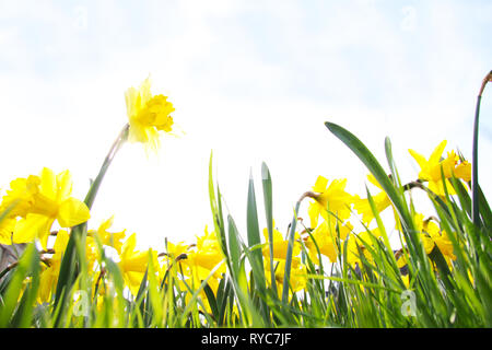Close-up of a beautiful yellow daffodils in the backlight of the Spring Sun. View to Yellow Daffodil (Narcissus) Flowers on a sunny Day in Spring with Stock Photo