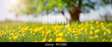 Field with dandelions and blue sky Stock Photo
