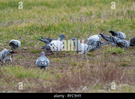 Pigeons feeding in a stubble field, Alnwick, Northumberland, UK. Stock Photo