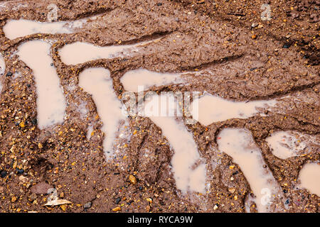 Muddy tire tracks on a ranch dirt road; central Colorado; USA Stock Photo