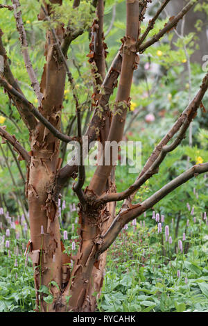 ACER GRISEUM Stock Photo