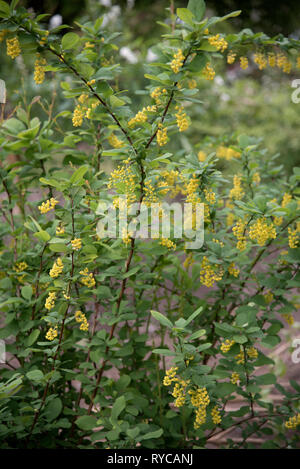 BERBERIS VULGARIS Stock Photo