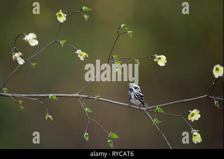 A Black and White Warbler perched on a blooming Dogwood tree branch with a smooth green background in soft overcast light. Stock Photo