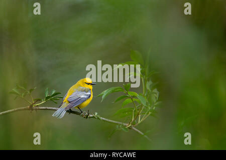 A Blue-winged Warbler perched on a small branch with a smooth foreground and background of green leaves in soft light. Stock Photo