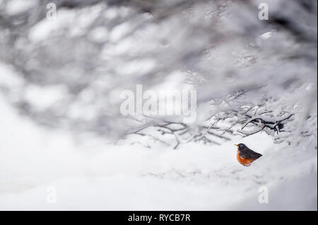 An American Robin sits in the freshly fallen snow under a shrub on a cold winter day. Stock Photo