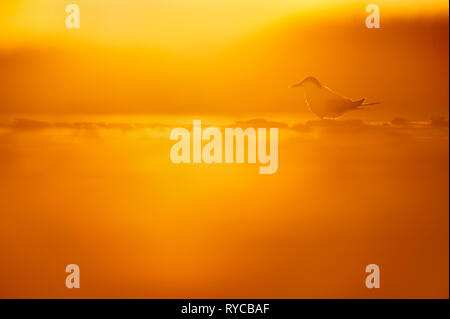 A Common Tern sits on the beach as the last bit of sun glows behind it during sunset. Stock Photo