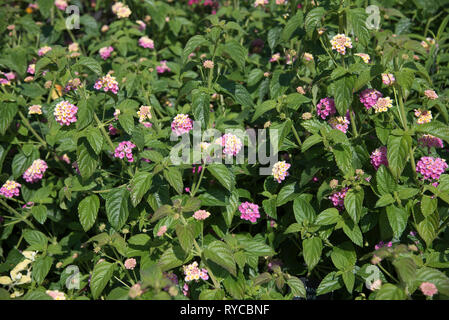 Pink and yellow lantana flowers, Lantana camara, the common lantana ...