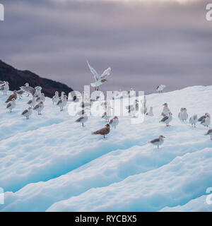 Black-headed Seagulls on Iceberg, South Greenland Stock Photo