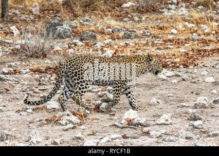Leopard walking in steppe of Etosha Park Stock Photo