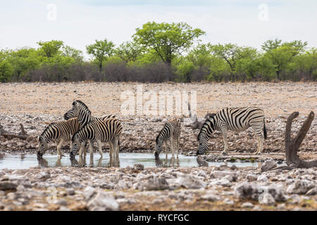 Zebras drinking from waterhole in Etosha Park Stock Photo