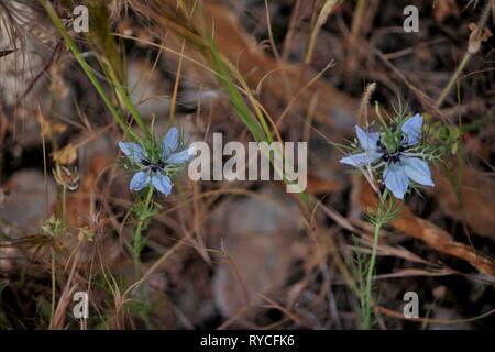 Love-in-a-mist (Nigella damascena) flowering in the coastal garigue near Mellieha, Malta Stock Photo