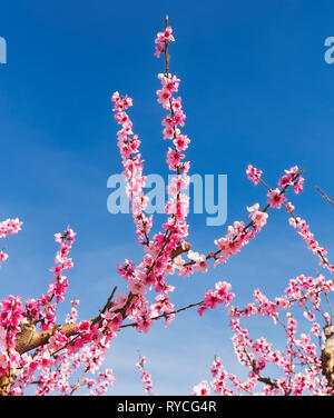 Peach Branch in Early Spring Blooming Stock Photo