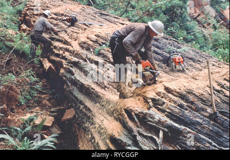 Fallers bucking Redwood log, using chainsaw, Redwood logging operation, 'Sequoia simpervirens'. Stock Photo