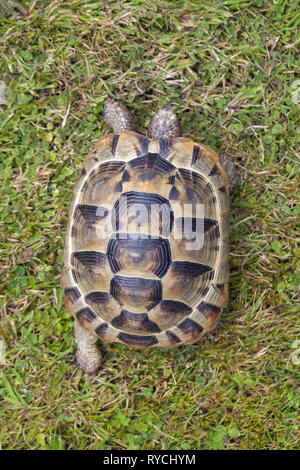Mediterranean Spur-thighed Tortoise (Testudo graeca). Dorsal view of a walking animal. Stock Photo