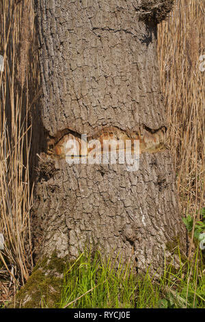 Oak Tree (Quercus robur). Girdling. Bark removed all way around the ...