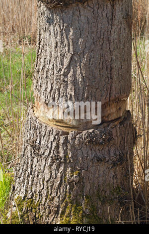 Ring barked Oak Tree trunk.(Quercus robur). Using a chain saw ...