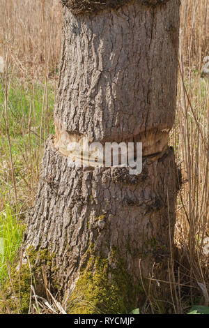 Oak Tree (Quercus robur). Girdling. Bark removed all way around the ...