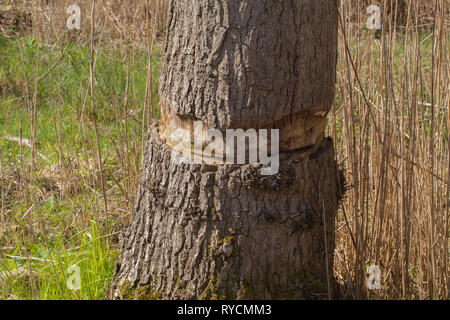 Oak Tree (Quercus robur). Girdling. Bark removed all way around the ...