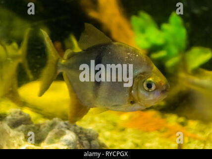 Silver dollar fish (Metynnis hypsauchen), a popular aquarium pet, tropical fish from the amazon basin of south America Stock Photo